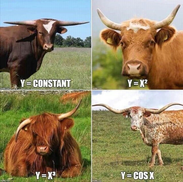 maths/cow pun
